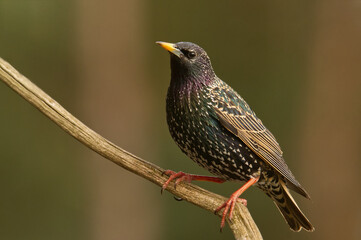Star (Sturnus vulgaris)