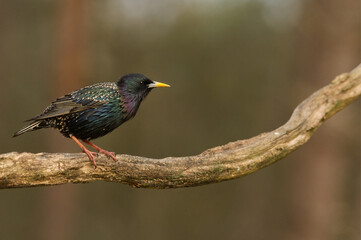 Naklejka premium Star (Sturnus vulgaris)