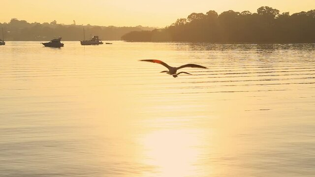 Flying seagulls above the lake and moored boats at sunrise