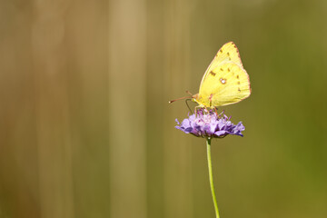 Hufeisenklee-Gelbling (Colias alfacariensis)