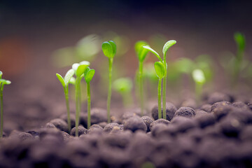 Seedlings of water plants
