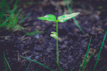 Green bean sprouts growing