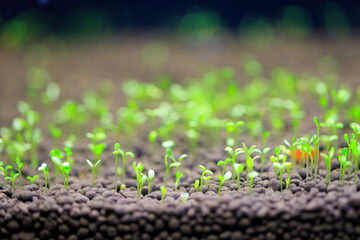 Seedlings of aquatic plants