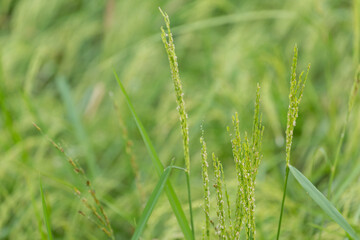Fototapeta na wymiar Green rice organic plant in the field