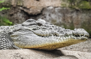 alligator stalking its pry