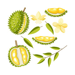 A set of durian vectors. Exotic fruit whole, halves, leaves, flower isolated on a white background. Vegetarian vegan fresh raw food. Juicy, bright tropical fruits. Cartoon style.
