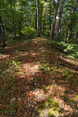 le bois de Chênes, Begnins, Suisse