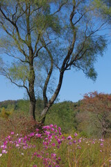 Fototapeta na wymiar 大きな木の前に咲く秋の優しい太陽の光をあびた秋桜