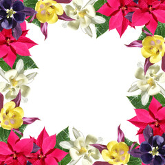 Beautiful floral background of Aquilegia and poinsettias. Isolated