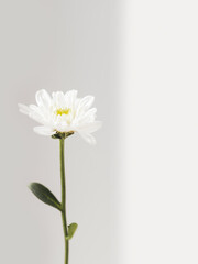 Fragile chrysanthemum flower.  Blooming flower on grey background with copy space. Light and shadow.