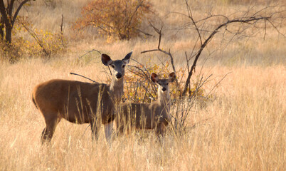 Curious deer mother and her baby looking up, while browsing around during the sunrise in the Ranthambhore National Park in India