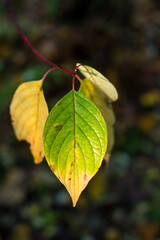 autumn yellow leaves on the ground 