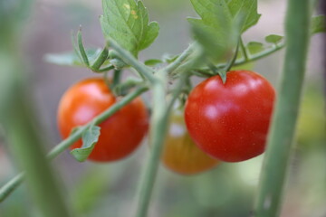 Tomate