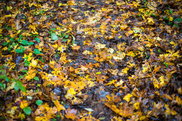 autumn yellow leaves on the ground 
