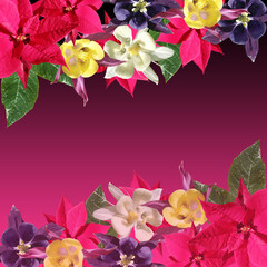 Beautiful floral background of Aquilegia and poinsettias. Isolated