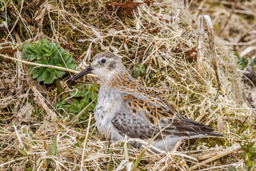 Rock Sandpiper (Calidris ptilocnemis) at St. George Island, Pribilof Islands, Alaska, USA