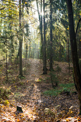 footpath in autumn forest in the morning