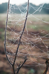 Spider web on a brown dead tree branch