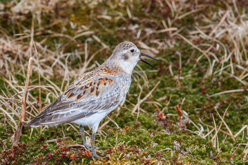 Rock Sandpiper (Calidris ptilocnemis) at St. George Island, Pribilof Islands, Alaska, USA