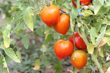 Tomate