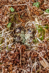 Eggs of Rock Sandpiper (Calidris ptilocnemis) at nest in St. George Island, Pribilof Islands, Alaska, USA