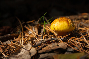 A yellow mushroom on a forest floor closeup