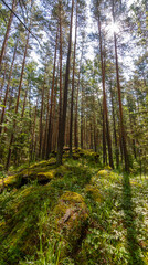 Fototapeta na wymiar Panorama of pine trees whith flashlight in crowns 