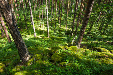 A green moss in a pine forest