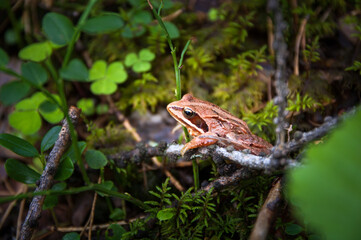 A frog (Rana arvalis) on a forest floor
