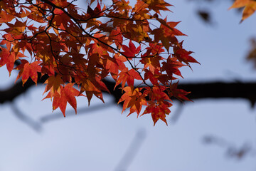 赤く色づくカエデ
