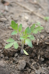 Tomate