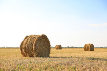 Fototapeta premium Round rolled hay bales in agricultural field on sunny day