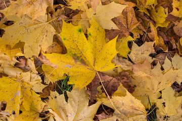 Naklejka na ściany i meble autumn yellow leaves on the ground 