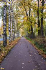 footpath in autumn forest in the morning