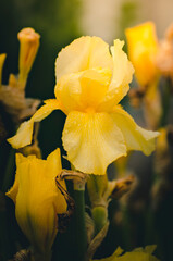 Fototapete bei efototapeten.de bestellen   