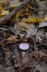 mushrooms in the forest