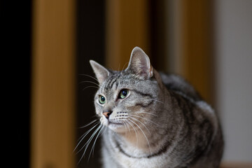 家の中で暮らす猫　サバトラ猫