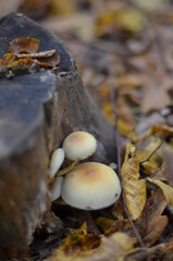 mushroom in the forest