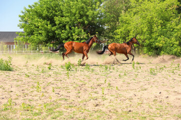 Bay horses in paddock on sunny day. Beautiful pets