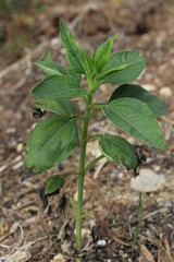 topinambour
