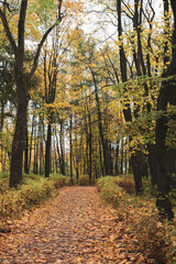 footpath in autumn forest in the morning