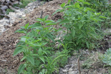 topinambour