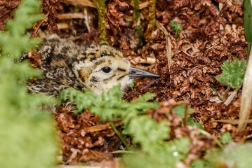 Rock Sandpiper (Calidris ptilocnemis) chick at St. George Island, Pribilof Islands, Alaska, USA