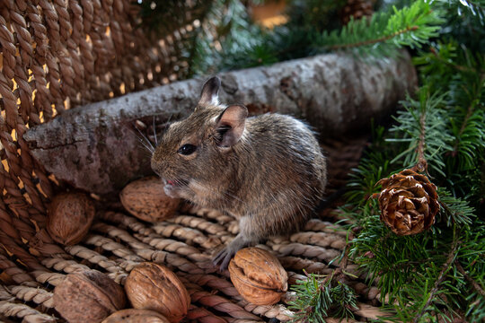 Chilean squirrel degu. Pet. Octodon degus in a basket of walnuts and spruce needles. New Year Christmas
