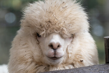 ふわふわで可愛いアルパカ