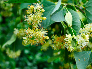 Kwiaty Lipy (Tilia) są stosowana w ludowym lecznictwie i są miododajne i bardzo aromatycznym...