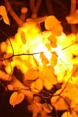leaves on fire