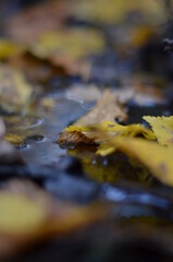 autumn leaves on water