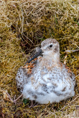 Rock Sandpiper (Calidris ptilocnemis) chick at St. George Island, Pribilof Islands, Alaska, USA