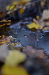 autumn leaves on water